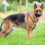 What Are the Signs of a Healthy Dog?
