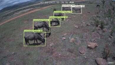 How artificial intelligence can help endangered species with ljmu podcast transcript