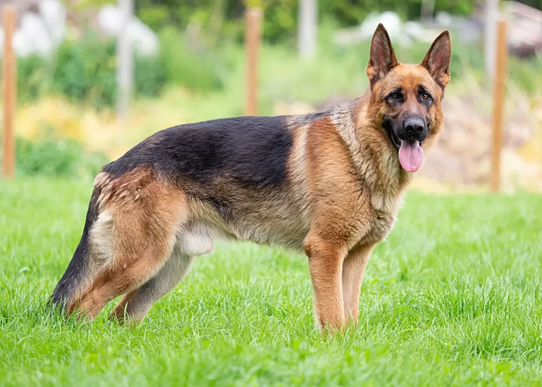 What Are the Signs of a Healthy Dog?