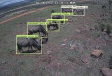 How artificial intelligence can help endangered species with ljmu podcast transcript