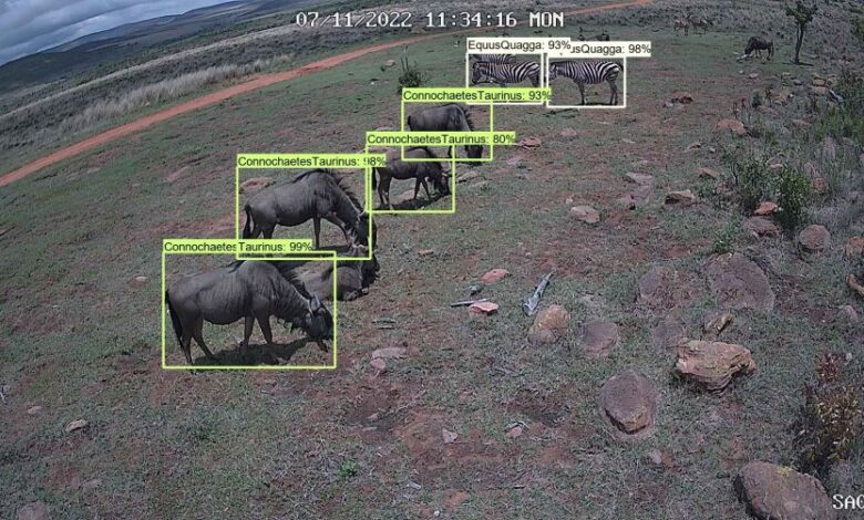 Ais Role In Saving Endangered Species Wageyman