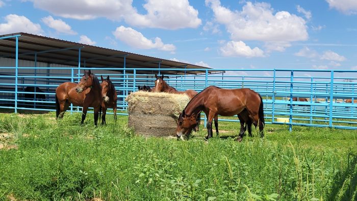 Animal science and management