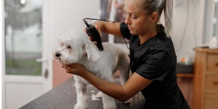 Jobs working with animals