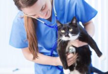 Animal science and management