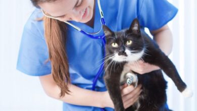 Animal science and management