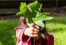 How to get an environmental job